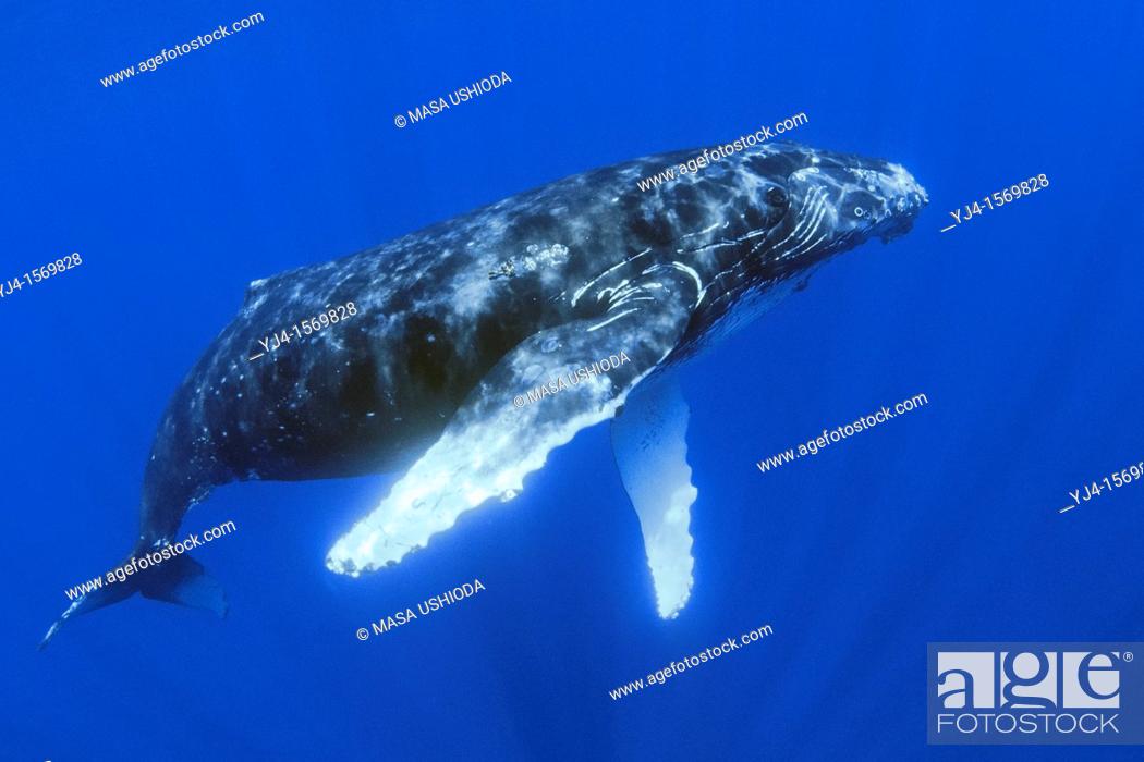 Stock Photo: humpback whale, Megaptera novaeangliae, Hawaii, USA, Pacific Ocean.