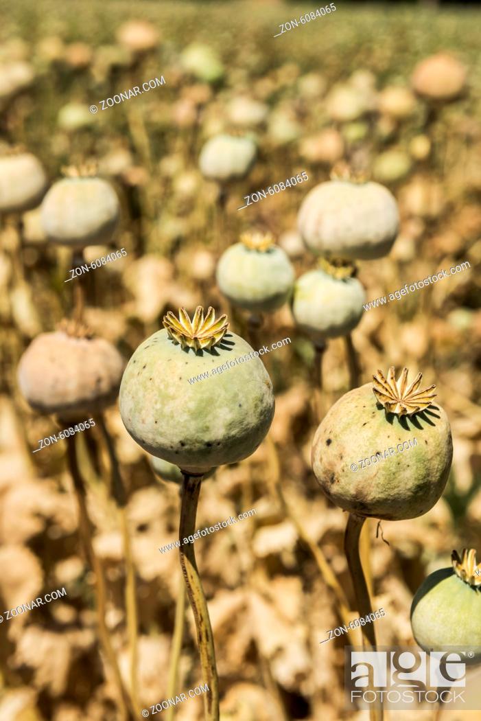 Stock Photo: Opium poppies, They are watching you.
