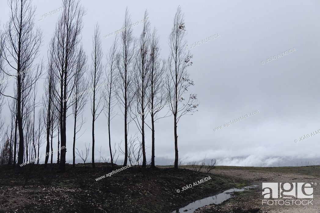 Stock Photo: Summer has passed in the Central regions of Portugal and Winter has arrived, after the destructive wilfires that destroyed large areas of forest.