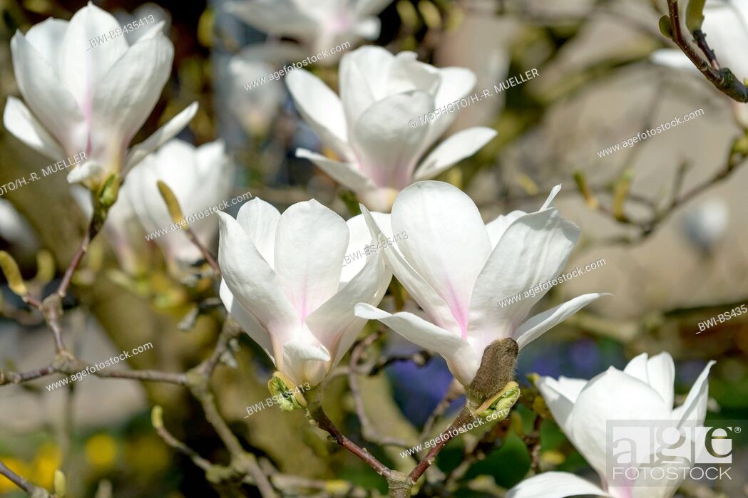 Stock Photo: magnolia (Magnolia 'Amabilis', Magnolia Amabilis), cultivar Amabilis.
