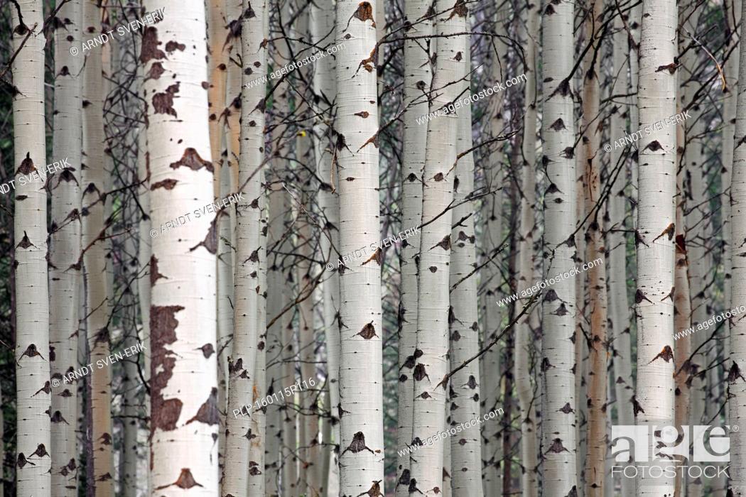 Stock Photo: Quaking aspen / trembling aspen (Populus tremuloides), detail of tree trunks in forest, native to North America and Canada.