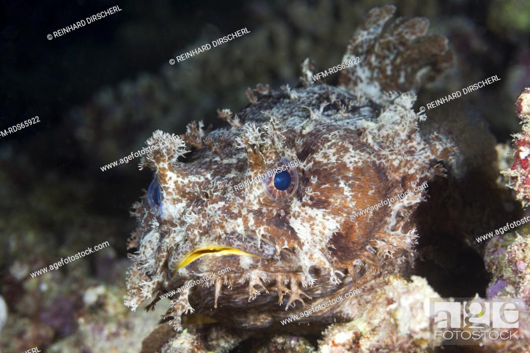 Photo de stock: Banded Toadfish, Halophryne diemensis, Raja Ampat, West Papua, Indonesia.