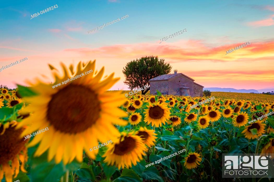 Stock Photo: Valensole Plateau, Provence, France. Field full of sunflowers at sunset, lonely farmhouse.