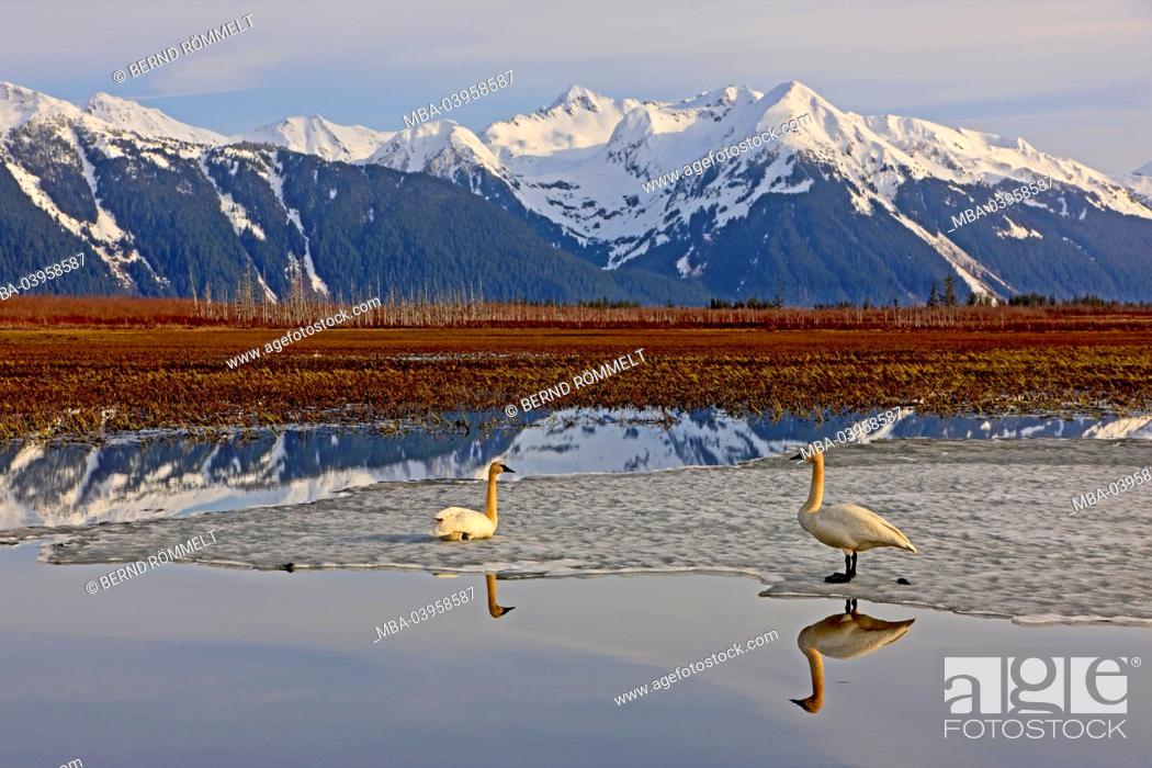 Stock Photo: North America, the USA, Alaska, two trumpet player's swans,.