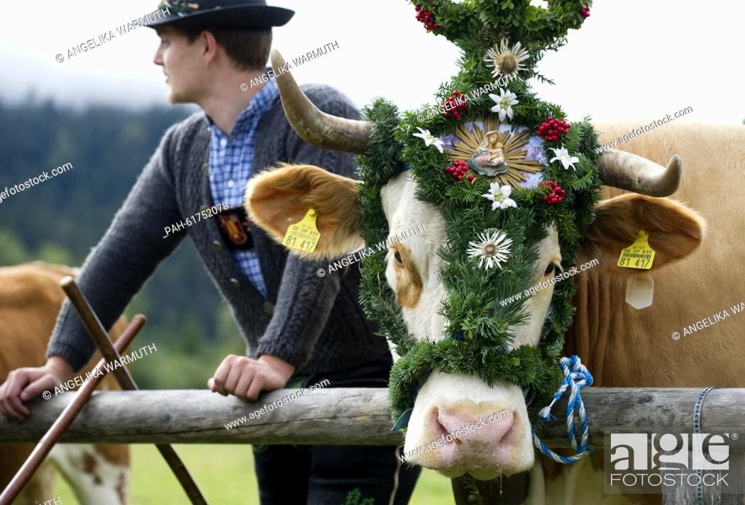 Stock Photo: A farmer next to a decorated cow during the traditional driving down of cattle from the mountain pastures in Kruen, Germany, 19 September 2015.