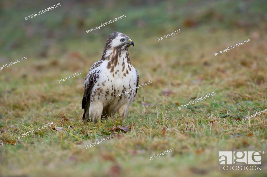 Stock Photo: common buzzard.