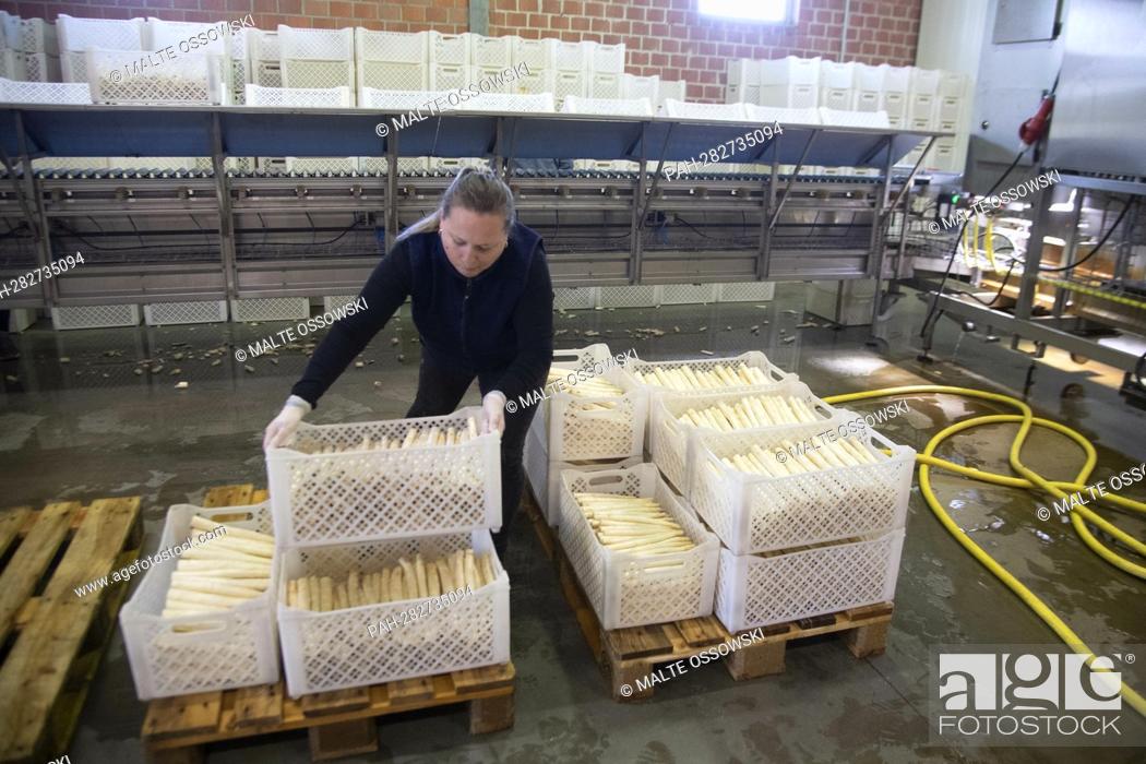 Stock Photo: A harvest worker carries a box of asparagus, Prime Minister Henrik WUEST visits the potato and asparagus farm Meyer in Willich, April 11th, 2022,.