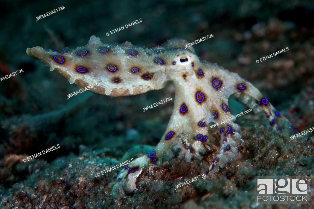 Photo de stock: Greater Blue-ringed Octopus, Hapalochlaena lunulata, Lembeh Strait, North Sulawesi, Indonesia.