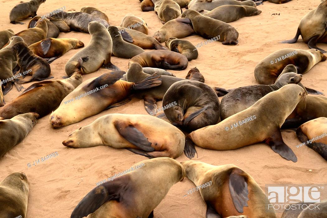 Stock Photo: Brown fur seal (Arctocephalus pusillus) on Cape Cross, Namibia.