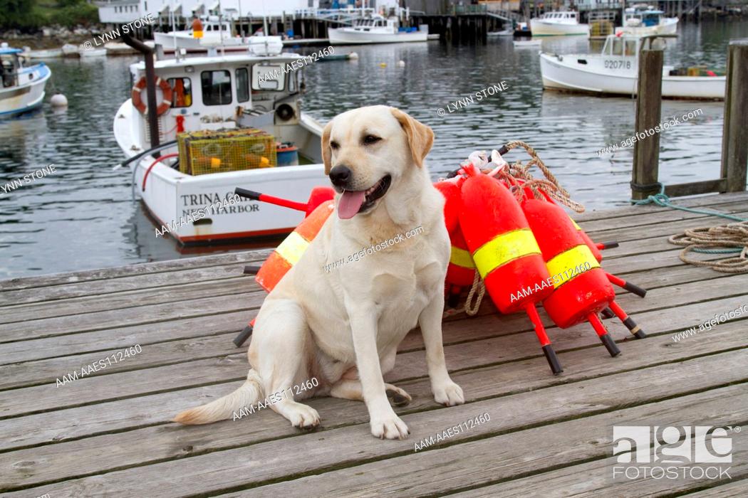 Stock Photo: Yellow Labrador Retriever (female) with lobster trap buoys, on wooden dock; New Harbor, Maine, USA (AC) ANI.