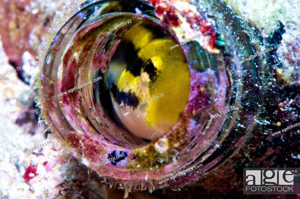 Stock Photo: Shorthead fangblenny Petroscirtes breviceps, inside a coral encrusted bottle, Philippines, Southeast Asia, Asia.