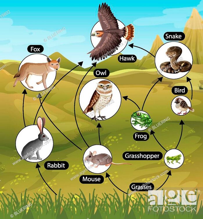 Education poster of biology for food chains diagram illustration, Stock  Vector, Vector And Low Budget Royalty Free Image. Pic. ESY-060119802 |  agefotostock