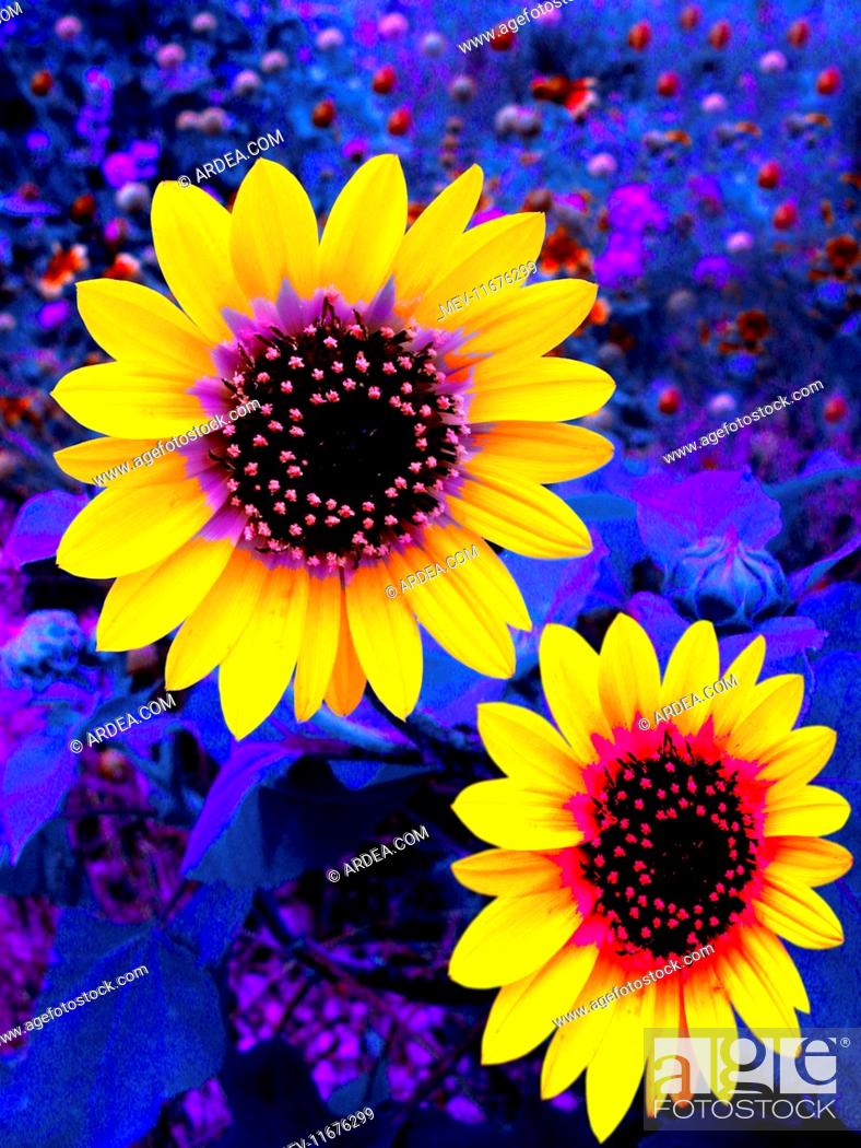 Sunflower infrared photography of two plants with flowers, Stock ...