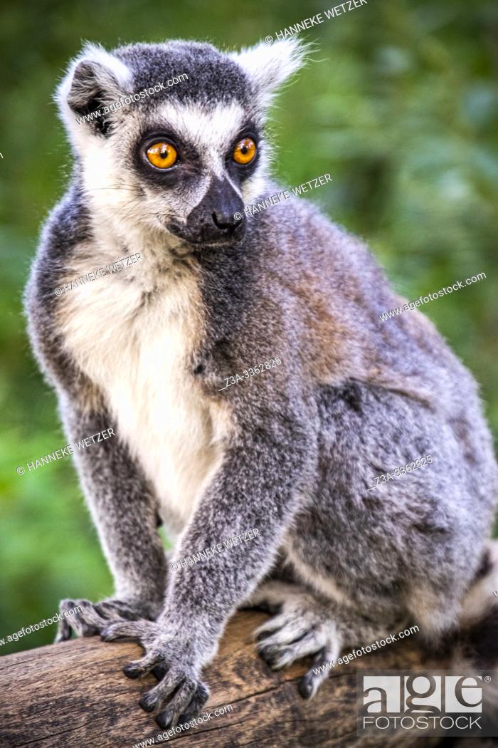 Stock Photo: Portrait of a lemur in European nature.