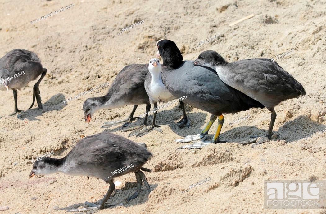 Stock Photo: Coot chicks begging for feed.