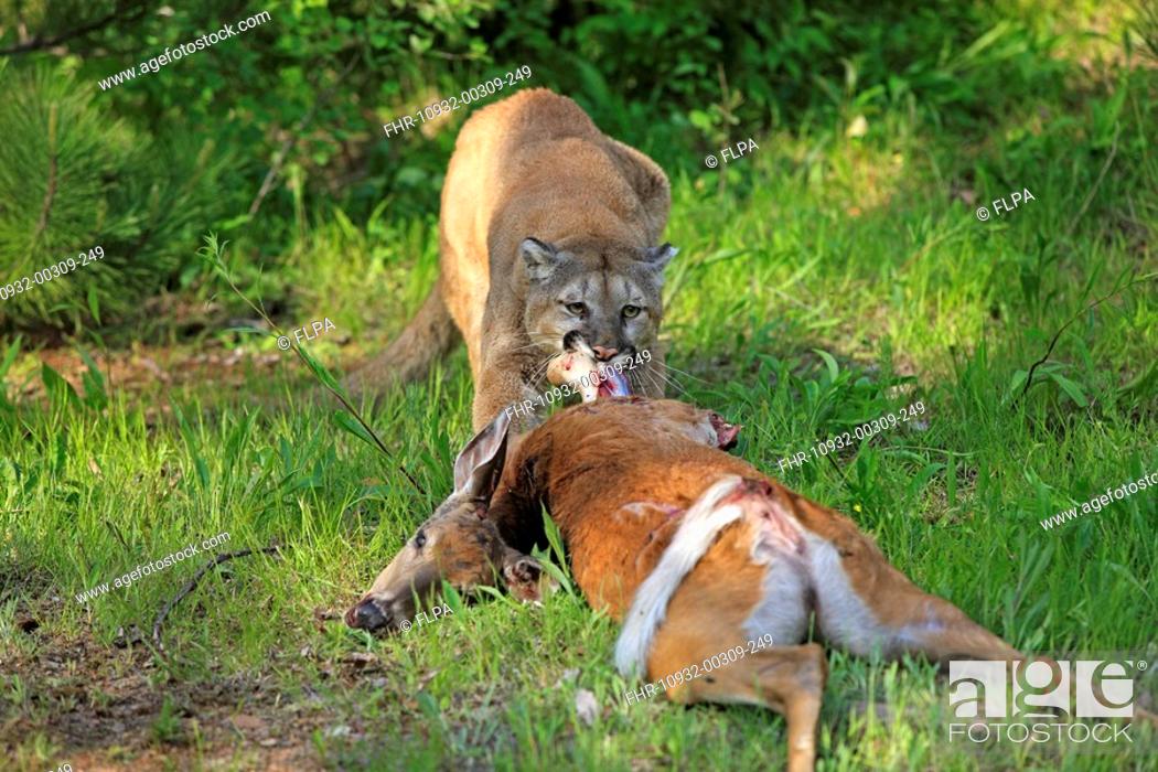 novela Vueltas y vueltas Perder la paciencia Puma Felis concolor adult, feeding on deer kill, Minnesota, U S A, Foto de  Stock, Imagen Derechos Protegidos Pic. FHR-10932-00309-249 | agefotostock