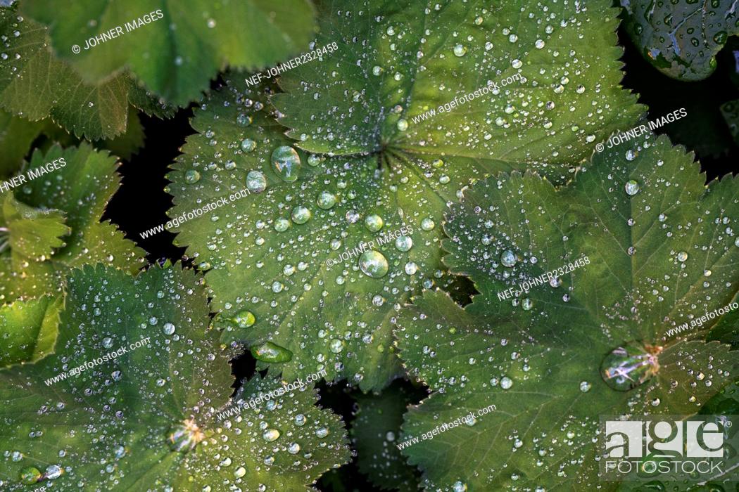 Stock Photo: Water drops on leaves.