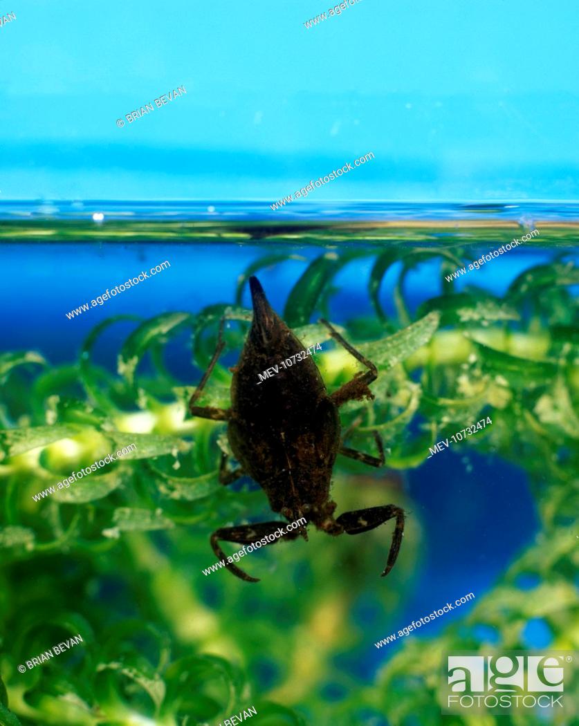 Stock Photo: Water scorpion waits amongst water weed for prey to come within range (Nepa cinerea).