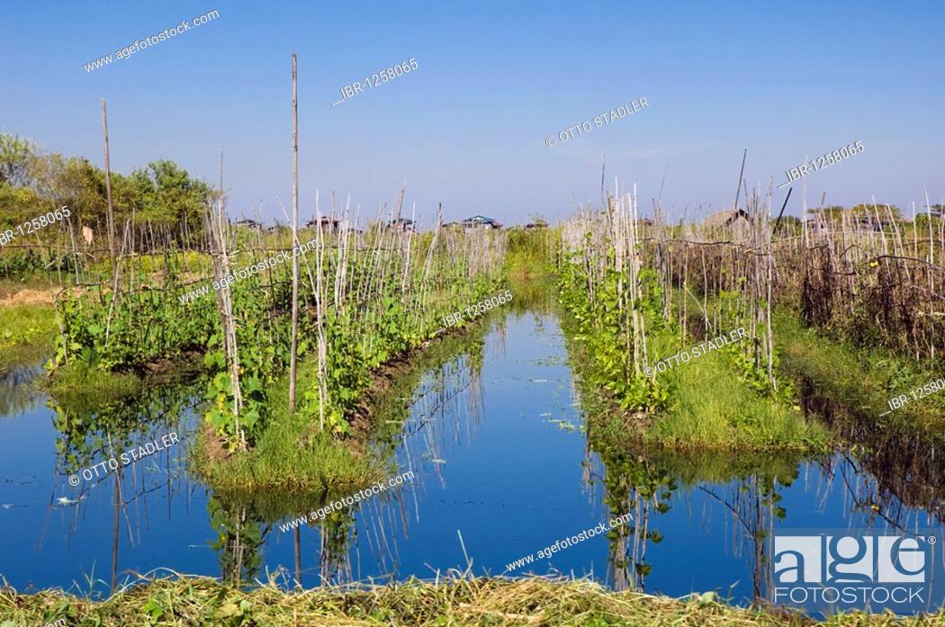 Stock Photo: Floating Garden, Inle Lake, Shan State, Burma, Myanmar, Asia.