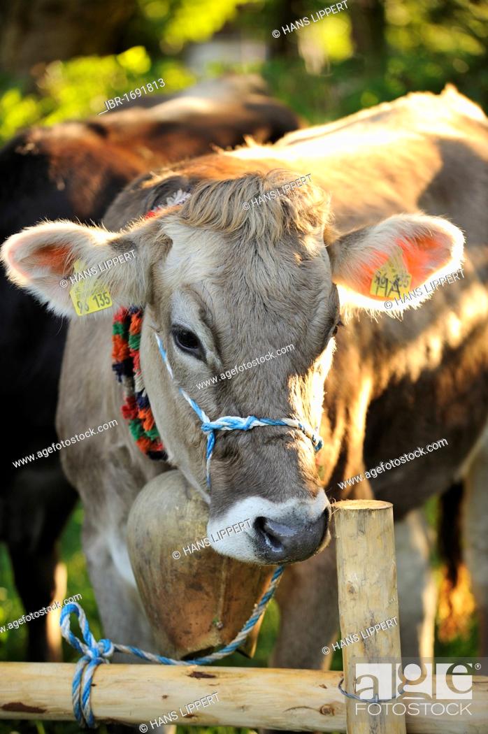 Stock Photo: Almabtrieb, cattle drive, Viehscheid, sorting of cattle in Pfronten, Ostallgaeu, Allgaeu, Swabia, Bavaria, Germany, Europe.