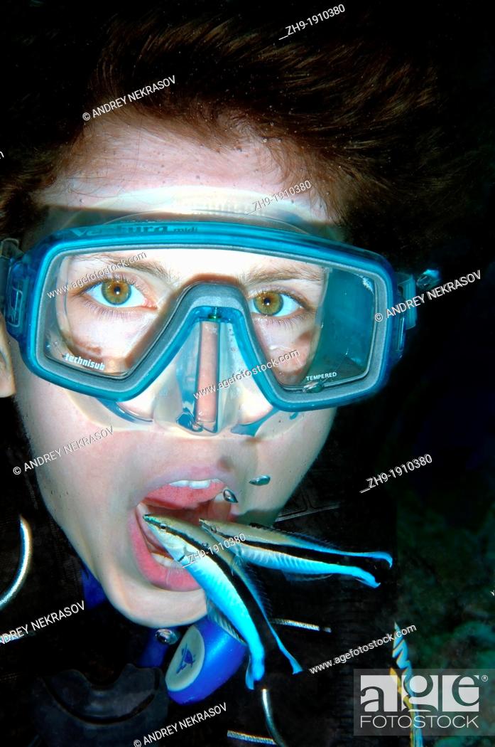 Stock Photo: Young diver having mouth cleaned by cleanerfish, Sabre-toothed blenny Aspidontus taeniatus, Red Sea, Egypt, Africa.