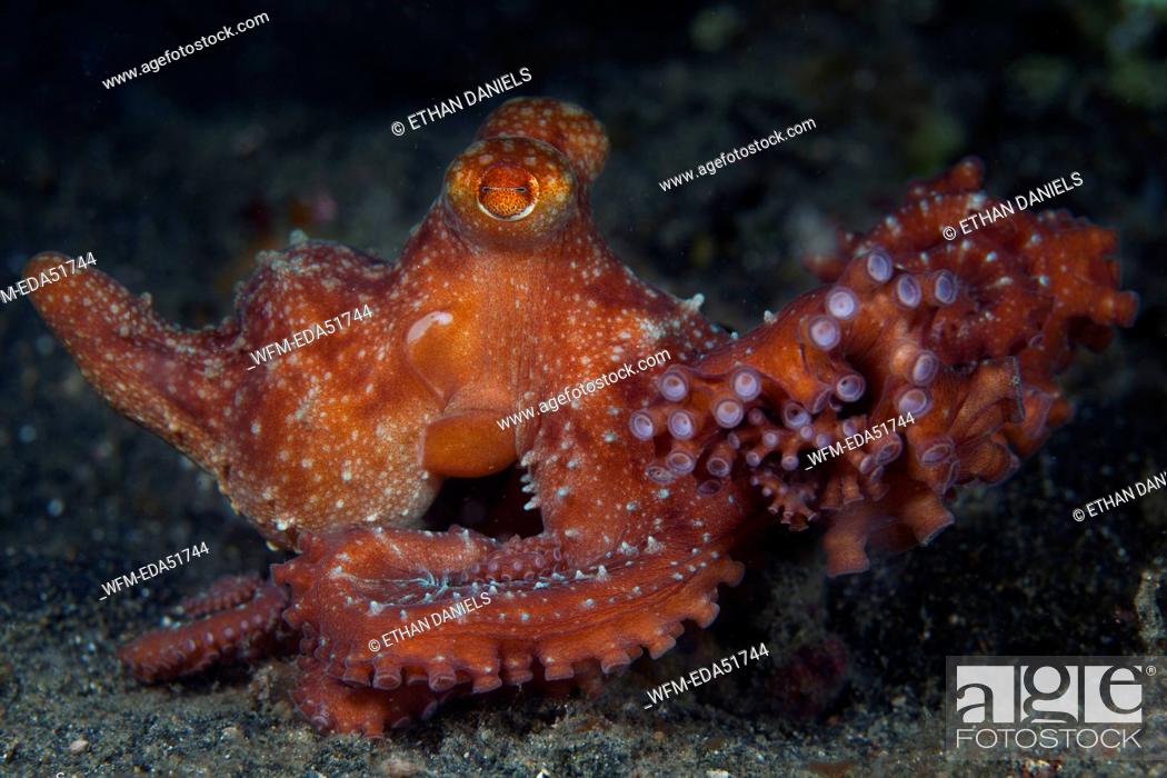 Stock Photo: Starry Night Octopus, Octopus luteus, Lembeh Strait, North Sulawesi, Indonesia.