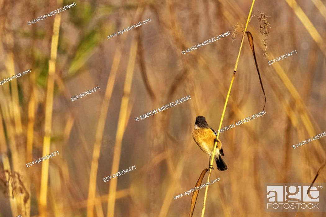 Stock Photo: Blue-throated blue flycatcher (Cyornis rubeculoides) in Jim Corbett National Park, India.