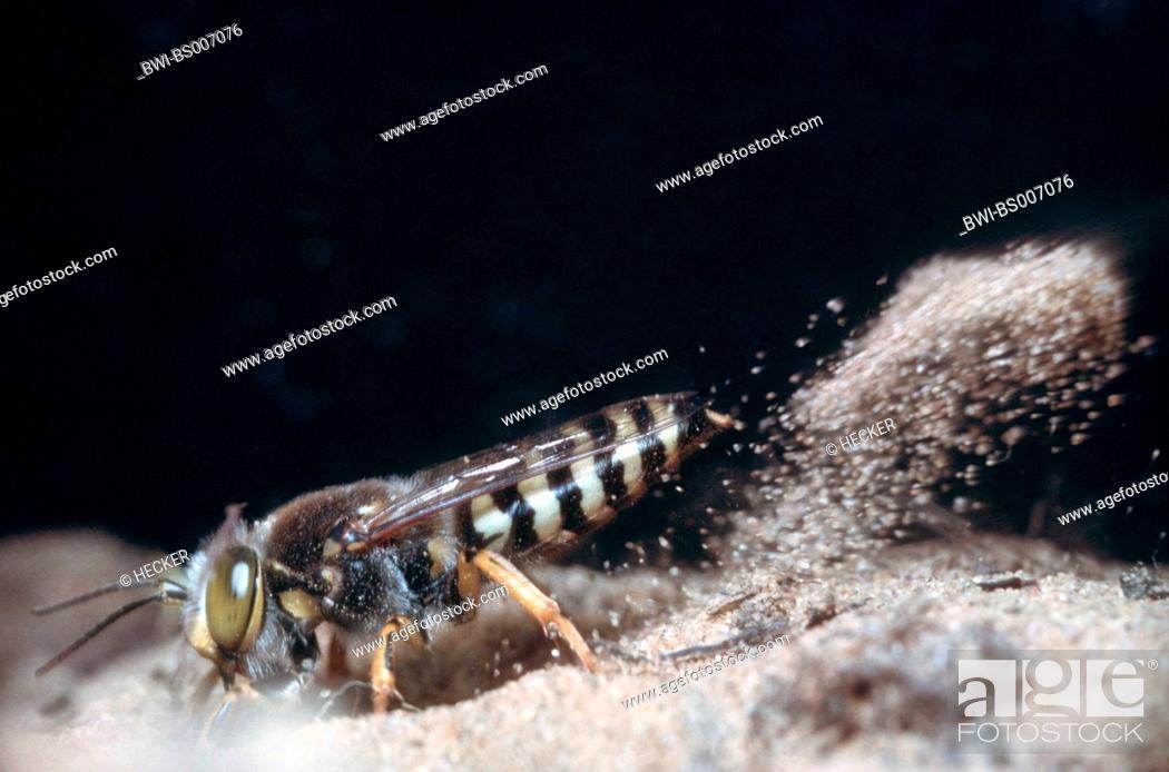 Stock Photo: rostrate bembix wasp (Bembix rostrata, Epibembix rostrata), digging sand for a nest.