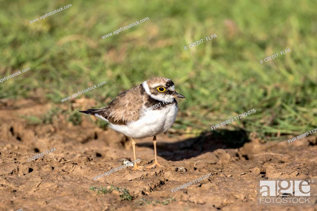 Stock Photo: Little ringed Plover male in late summer plumage, Charadrius dubius.