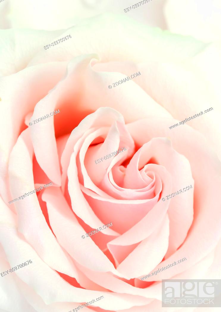 Stock Photo: Botanical concept, wedding invitation card - Soft focus, abstract floral background, pink rose flower. Macro flowers backdrop for holiday brand design.