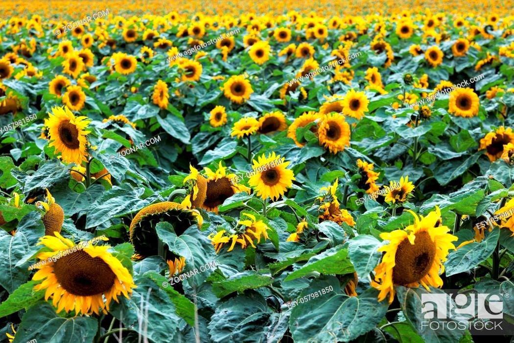 Imagen: Sunflowers (Helianthus annuus).