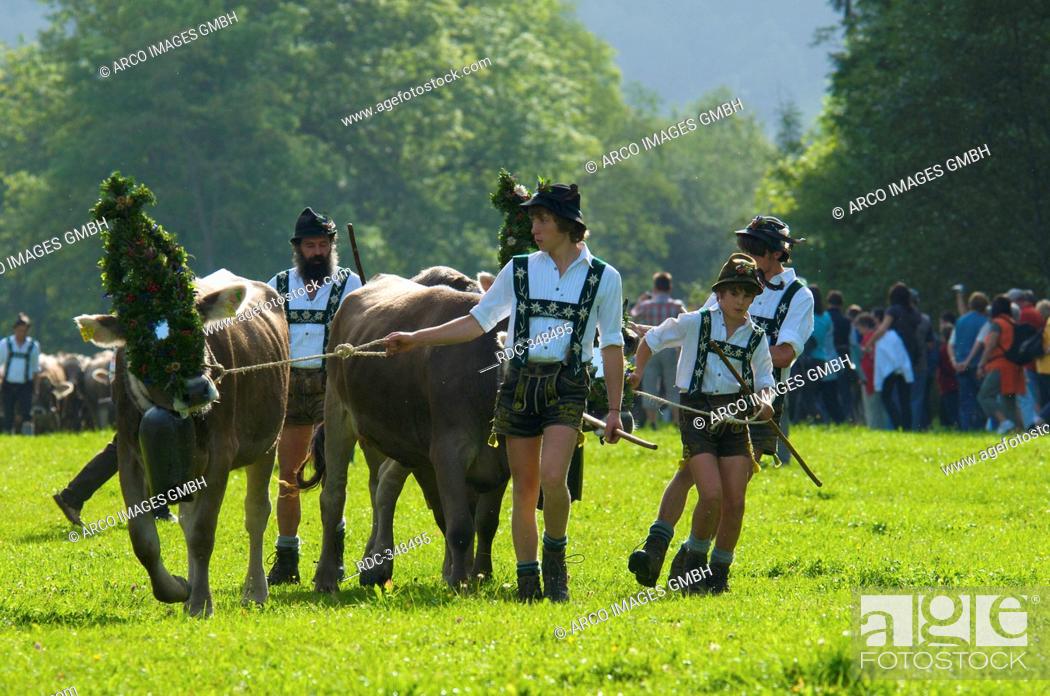 Stock Photo: Ceremonial driving down of cattle from the mountain pastures into the valley in autumn in Bad Hindelang, Allgaeu, Bavaria, Germany.