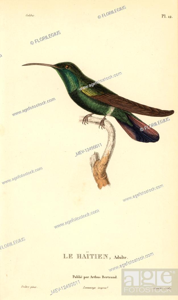 Stock Photo: Green-throated mango, Anthracothorax viridigula (Trochilus gramineus). Adult male. Handcolored steel engraving by Coutant after an illustration by Jean-Gabriel.