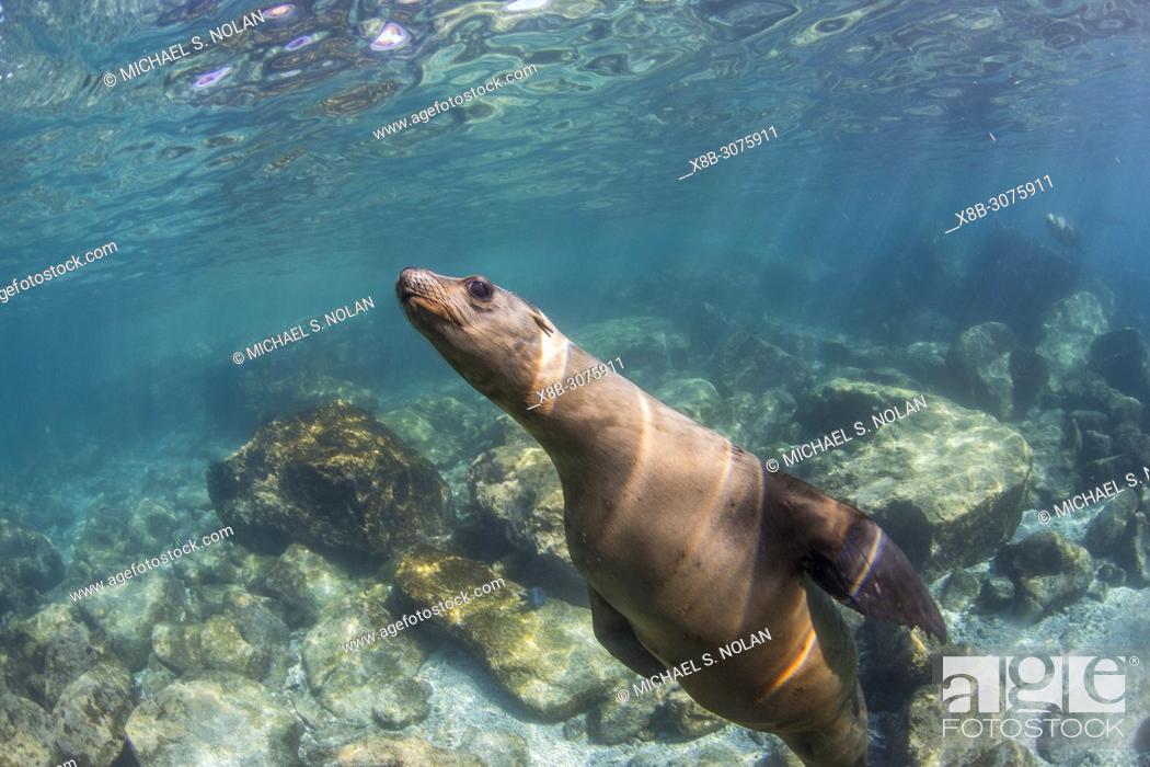 Stock Photo: Curious California sea lion, Zalophus californianus, underwater at Los Islotes, BCS, Mexico.
