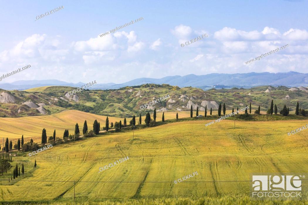 Stock Photo: Blue sky frames the green hills and typical cypresses of Crete Senesi (Senese Clays) Tuscany, Italy, Europe.