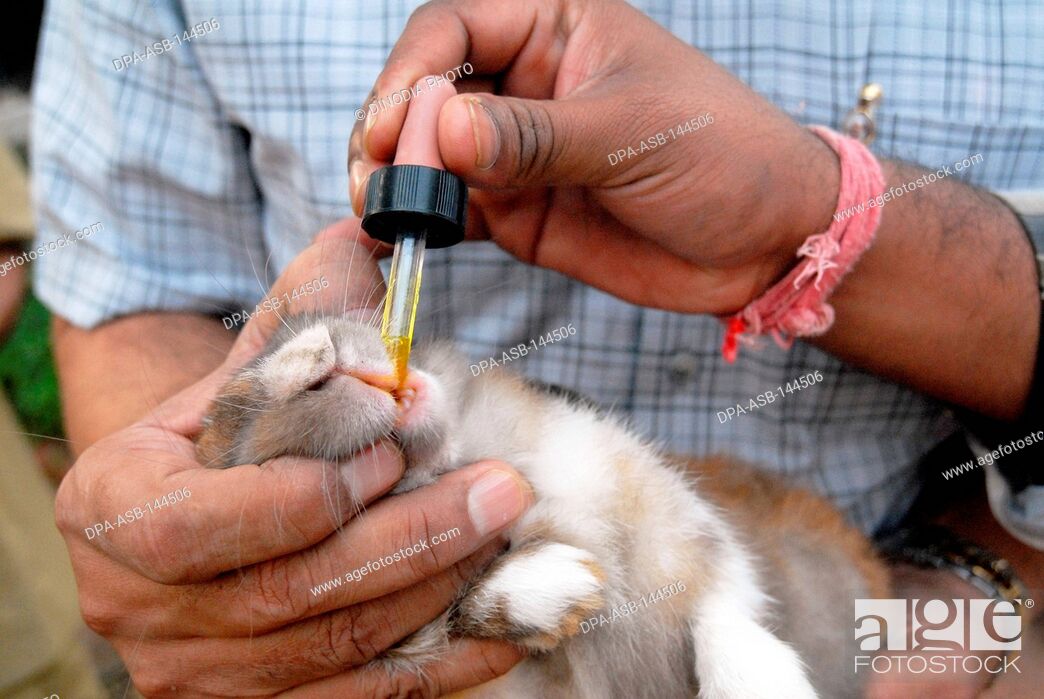 A rabbit being treated at the Parel animal hospital ; Bombay now Mumbai ;  Maharashtra ; India, Stock Photo, Picture And Rights Managed Image. Pic.  DPA-ASB-144506 | agefotostock