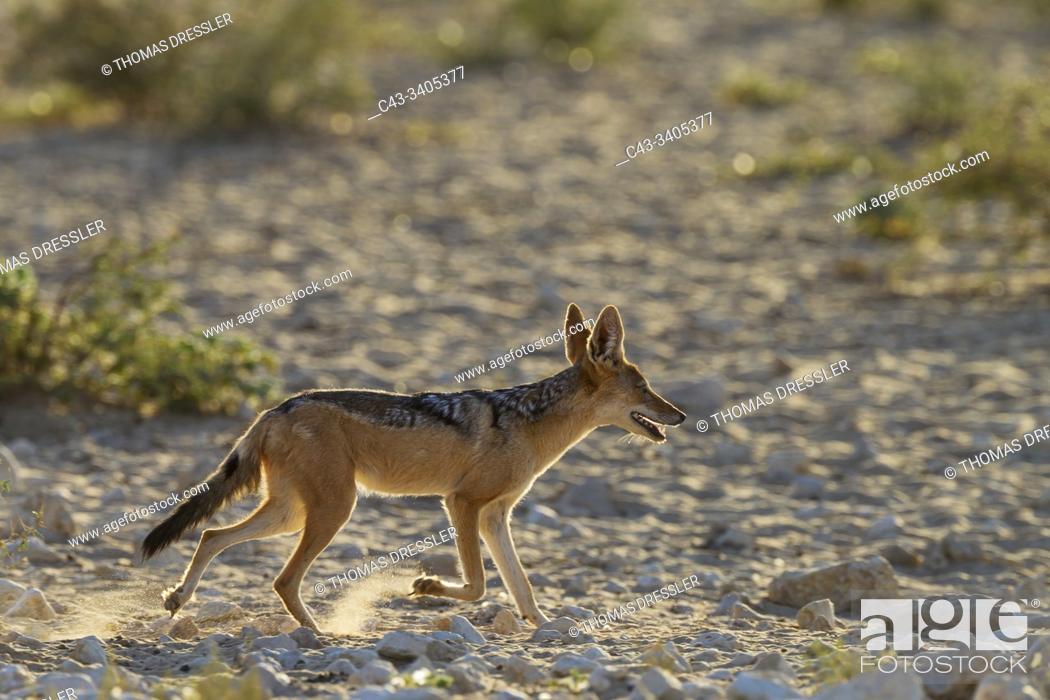 Stock Photo: Black-backed Jackal (Canis mesomelas). Has been drinking at a waterhole. Kalahari Desert, Kgalagadi Transfrontier Park, South Africa.