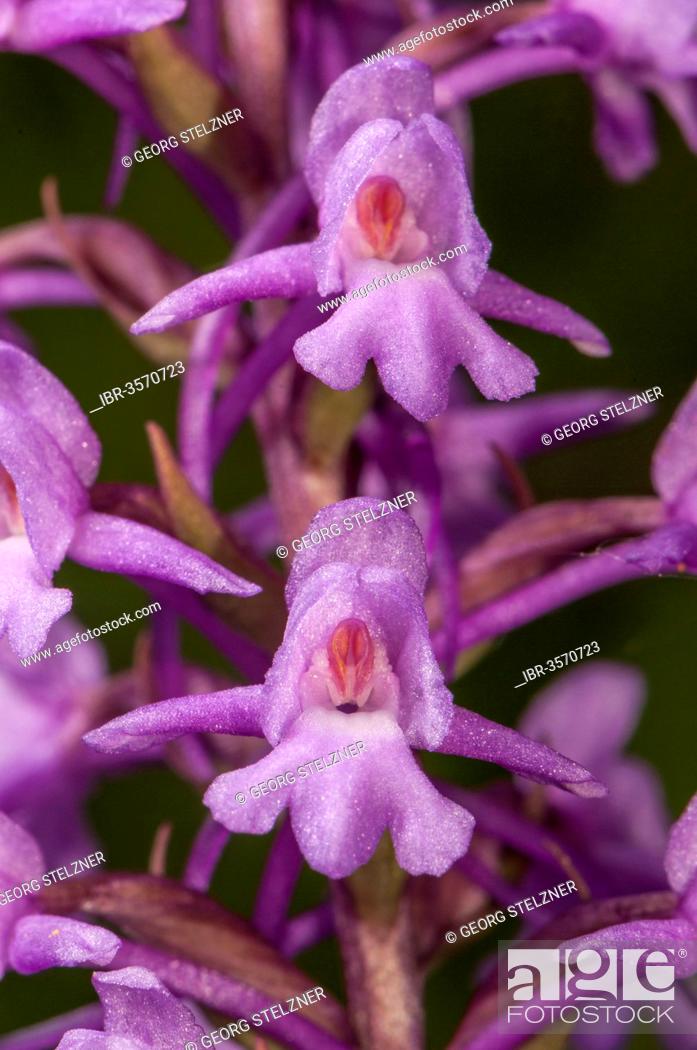 Stock Photo: Fragrant Orchid (Gymnadenia conopsea), flowers.