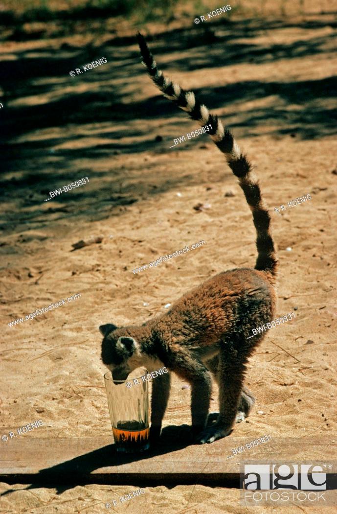 Stock Photo: ring-tailed lemur (Lemur catta), sticking the head into a beer glass standing in the sand.