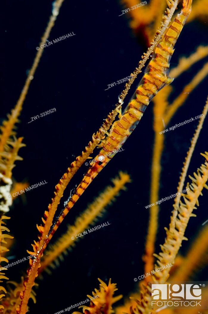 Photo de stock: Saw Blade Shrimp (Tozeuma armatum, Hippolytidae family) on coral, Makewide dive site, Lembeh Straits, Sulawesi, Indonesia.