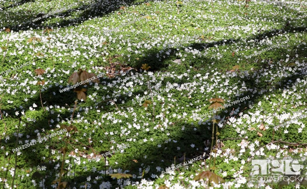 Stock Photo: 26 April 2022, Mecklenburg-Western Pomerania, Heiligendamm: In the Baltic resort, the blooming wood anemones (Anemone nemorosa) under the beeches provide a.