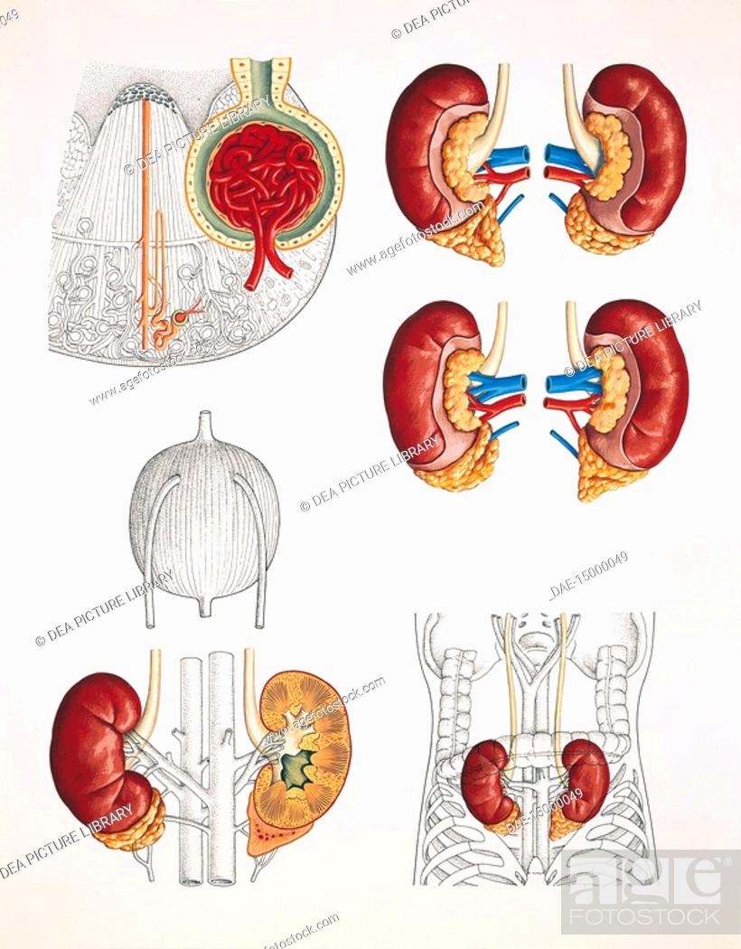 Medicine - Human body - Kidney anatomy - Drawing, Stock Photo, Picture And  Rights Managed Image. Pic. DAE-15000049 | agefotostock