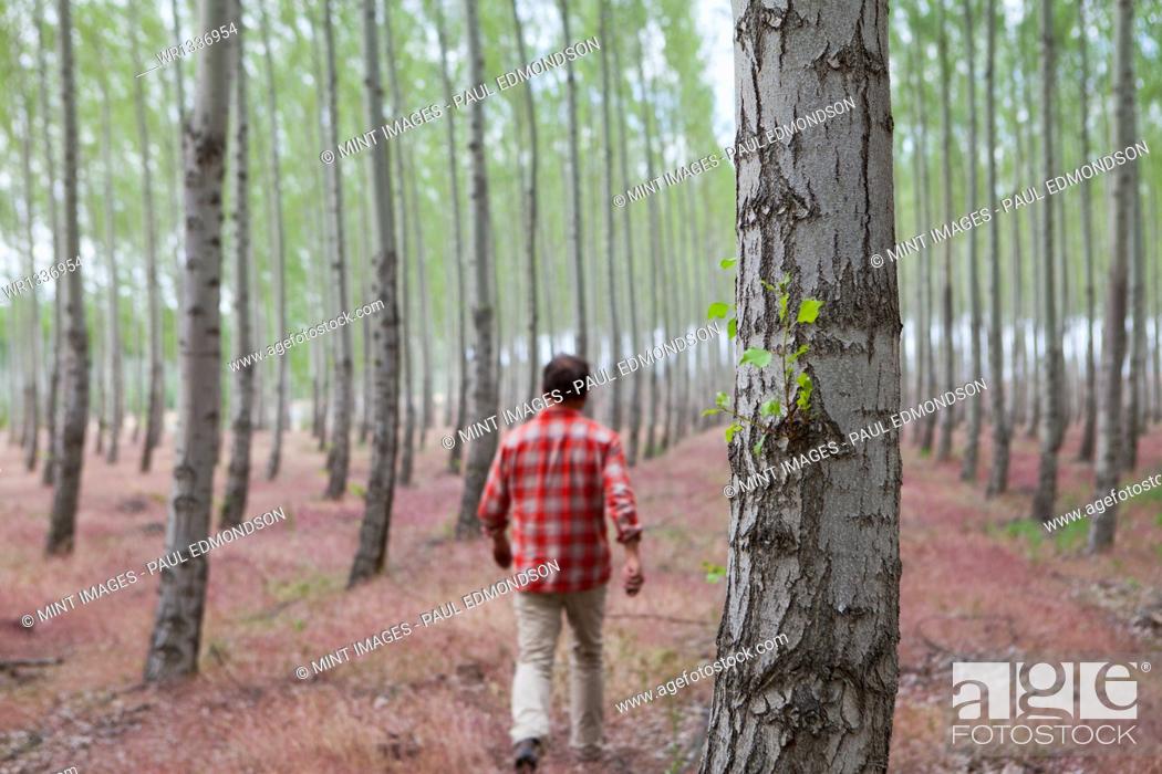 Stock Photo: A man in a forest of poplar trees, Oregon, USA.