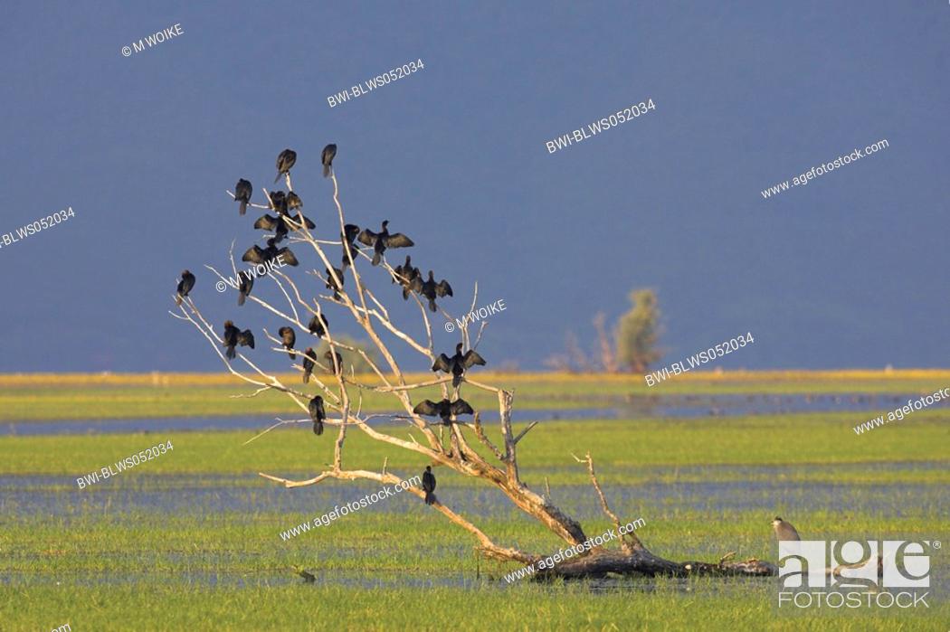 Stock Photo: pygmy cormorant Phalacrocorax pygmeus, flock sitting in a tree, drying wings, Greece.