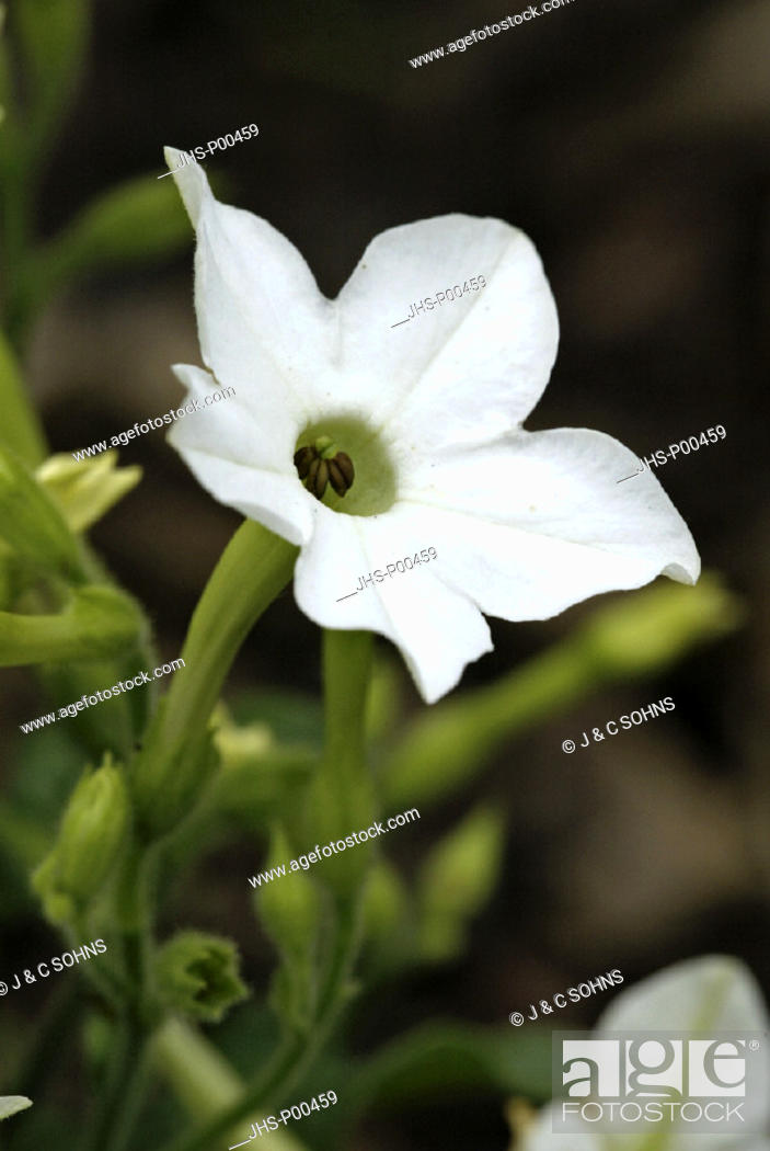 Stock Photo: Flowering Tobacco , Jasmine tobacco , ornamental tobacco , Nicotiana x sanderae , Germany , Europe , bloom.