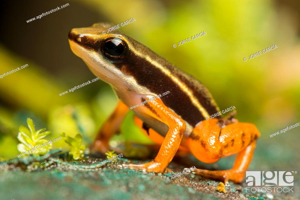 Stock Photo: Rocket frog (Colostethus, Dendrobatidae) in soil of Biogeographic Chocó, Buenaventura, Colombia.