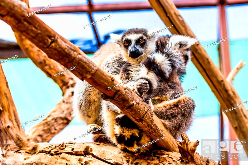 Stock Photo: Lemur sitting on tree branches in zoo.
