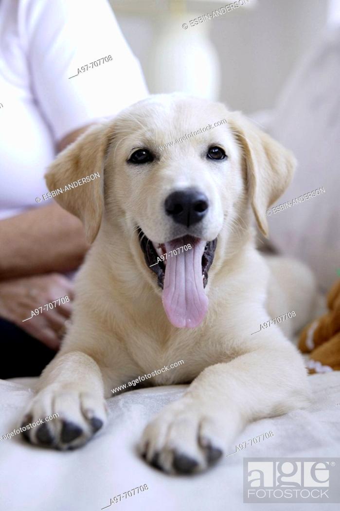 Stock Photo: Smiling panting cream colored dog.