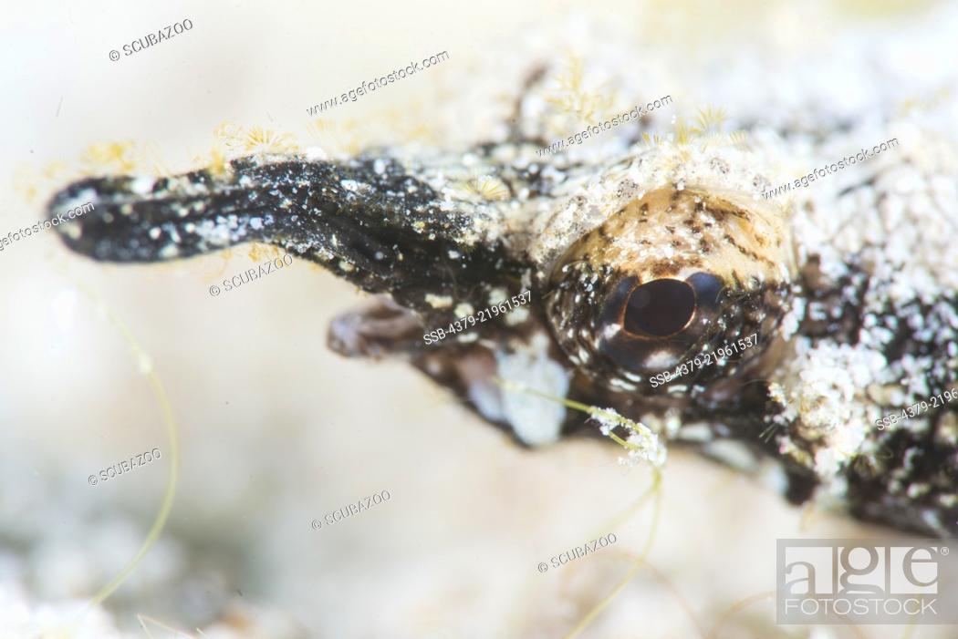 Stock Photo: Portrait of a Dragon Sea Moth, Eurypegasus draconis, Mabul Island, Sabah, Malaysia, Borneo.