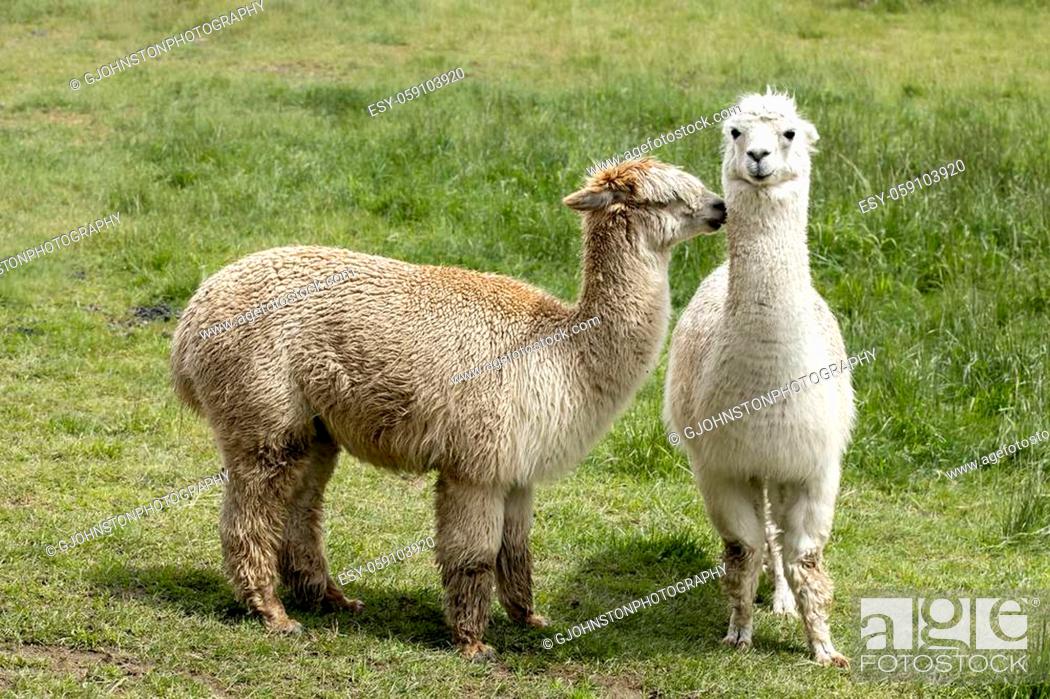 Stock Photo: A couple of alpacas standing in a grassy pasture near Coeur d'Alene, Idaho.